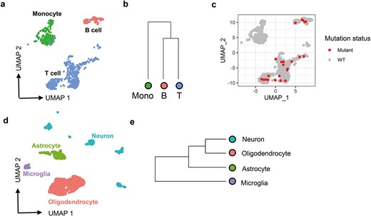 scMitoMut identifies lineage-informative mitochondrial mutations in the 10× multiome dataset. (a) UMAP visualization of the PBMC 10× multiome dataset with default parameters using Seurat. Each dot represents a cell, colour-coded by cell type: red for B cells, blue for T cells, and green for monocytes. (b) Hierarchical clustering of monocytes (shown in green), B cells, and T cells, based on mutant cell counts normalized by total mutant count per cell type cluster, using Euclidean distance and complete linkage clustering. (c) UMAP visualization of locus chrM.16499. Each dot represents a cell, and red dots indicate mutant cells (q-value <0.01) identified using scMitoMut. (d) UMAP visualization of brain data from 10× multiome dataset. Each dot represents a cell; oligodendrocytes are shown in red, microglia in purple, neurons in green, and astrocytes in blue. (e) Hierarchical clustering analysis of four brain cell types conducted by the method described in (b).