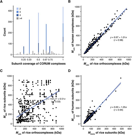 Assumed CORUM complexes do not exist in a fully assembled state in plant species. (A) Genomic-level subunit coverage of CORUM complexes to rice orthocomplexes. Coverage is defined as the ratio of the number of subunits in a rice orthocomplex to the number of subunits in its orthologous human CORUM complexes. The genome coverage of 1964 rice orthocomplexes was calculated and plotted at different subunit coverage levels. The sharp peaks are influenced by the number of members within the CORUM complexes. The various colors within each peak represent the relative proportions of different complex sizes covered. (B) Conserved predicted masses of human complexes and rice orthocomplexes. Mcalc of 436 rice orthocomplexes with 100% subunit coverage to CORUM complexes were plotted. Mapp values of the one-to-multi rice orthologs were averaged in Mcalc calculation (Fig. 1A). (C) CORUM complex subunits rarely exist in a fully assembled complex. Mapp values of subunits of the 258 rice orthocomplexes were obtained from the reference rice CFMS datasets. (D) Conserved masses of human CORUM subunits and rice orthocomplex subunits. A scatter plot shows conserved Mmono values between human and rice subunits that assemble into the known complexes. The rice orthocomplexes with 100% subunit coverage to CORUM complexes were plotted.