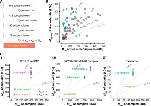 Useful benchmarks near the diagonal. (A) A process flow to identify benchmarks from the rice data. (B) Benchmark subcomplexes/complexes of rice with matched Mcalc and Mapp-avg are rendered in pink (in the middle). Asterisks (*) indicate fully assembled CORUM orthocomplexes. Numbers in parentheses point out predicted subcomplexes present in the corresponding panels in C. (C) Mcalc values of predicted subcomplexes and Mapp values of subunits of the subcomplexes. Benchmark subcomplexes (P-values = .0) are highlighted in bold text.