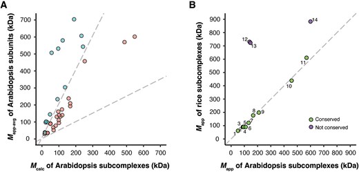 Benchmarks identified in Arabidopsis. (A) Benchmark subcomplexes/complexes of Arabidopsis with matched Mcalc and Mapp-avg are rendered in pink (in the middle). (B) Conservation of rice and Arabidopsis subcomplexes. Mapp values of rice benchmarks and Mapp values of their orthologous Arabidopsis benchmarks were plotted. The conserved benchmarks (on the diagonal line) and non-conserved ones (above the diagonal line) are reported in Supplemental Table S10.