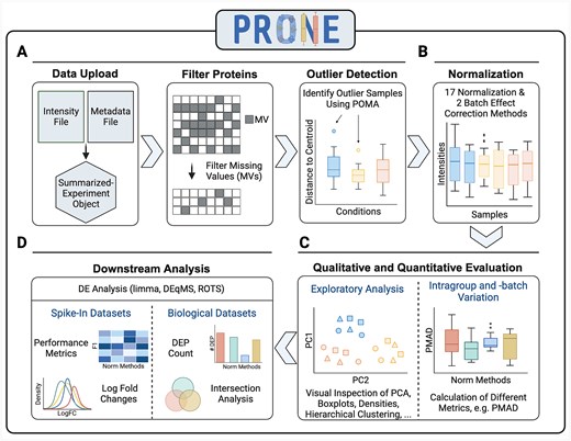 Overview of the six-step workflow of PRONE for proteomics data analysis and normalization method evaluation. This six-step process initiates with the import of LFQ or TMT proteomic and two preprocessing steps (A). It allows for the exclusion of proteins exhibiting excessive missing values and the identification of outlier samples using POMA. The workflow includes 17 normalization methods and two batch effect techniques, which can be applied simultaneously and sequentially (B). Subsequent stages involve evaluating the performance qualitatively and quantitatively through the calculation of intragroup and intrabatch variation metrics and exploratory data analysis (C). Finally, three differential expression (DE) analysis methods are integrated to assess the efficacy of the applied strategies in detecting DE proteins (D). Thanks to the known ground truth of spike-in datasets, the evaluation of DE results is based on metrics, such as F1 scores. In contrast, the evaluation of DE results of biological datasets is based on intersection analyses of DE results obtained by the various normalization methods.