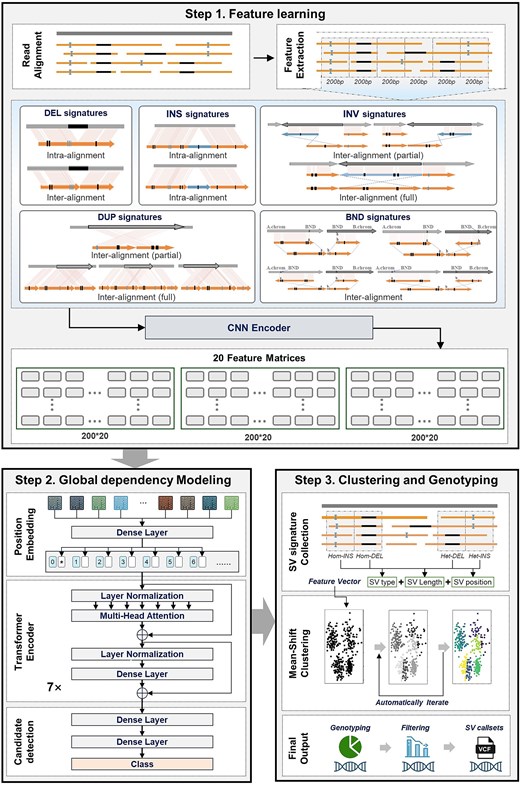 The overall workflow of SVHunter. SVHunter follows a three-step process for SV detection. In Step 1: Feature learning, SV-related features are extracted from read alignments and categorized into five major SV signatures: Deletions (DEL), insertions (INS), INV, DUP, and breakends (BND). These signatures are transformed into feature matrices using a CNN. In Step 2: Global dependency Modeling, a transformer-based model with position encoding and multi-head attention captures dependencies between SV features, refining candidate SV detection. Finally, in Step 3: Clustering and genotyping, SV signatures are clustered using a mean-shift algorithm, followed by genotyping and filtering to produce a high-confidence variant call set in VCF format.
