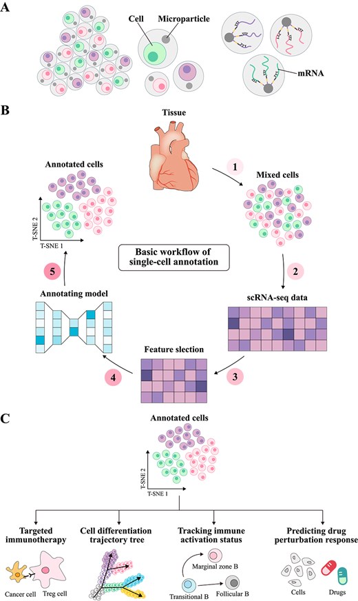 Principles of single-cell annotation. (A) Shows the mRNA extracted from scRNA-seq. As the transcriptional product of cells, mRNA reflects the heterogeneity of gene expression and provides important information for cell type annotation and gene function research. (B) Illustrates the basic workflow of single-cell type annotation. Cells are first extracted from tissue, and single-cell sequencing is performed to obtain a gene expression matrix. High-variance genes are then selected for feature selection. Next, annotation models are used to predict cell types, and the annotation results are finally visualized using dimensionality reduction algorithms such as T-SNE. (C) Demonstrates the applications of single-cell type annotation in various fields, including targeted therapy strategies in the immune microenvironment, cell developmental trajectory reconstruction in developmental biology, immune cell activation state tracking in immunology, and drug perturbation response prediction in precision medicine.