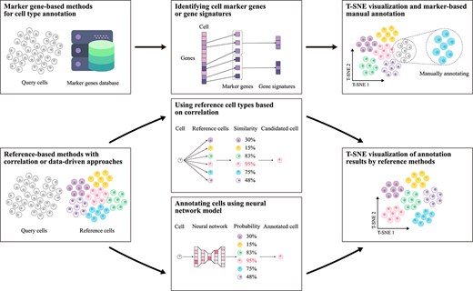 Flowchart of single-cell type annotation methods. This chart depicts two main workflows: one using specific gene databases and the other referencing annotated cell-type samples. The specific gene-based method clusters cells and uses marker genes for annotation, while the reference-based method matches cell data to reference databases via correlation or data-driven models. Results are visualized with dimensionality reduction techniques like t-SNE.