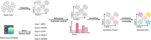 Basic workflow of annotation methods based on specific gene expression. Cell samples are first clustered using a clustering algorithm, then specific cell types within each cluster are identified by querying differential expression genes from biomarker databases.