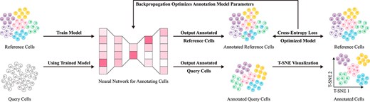 Basic workflow of data-driven reference methods. First, reference data with well-annotated labels are input into a neural network model for training, enabling the model to learn to identify cell types based on gene expression differences under a supervised learning paradigm. Next, query cell data are fed into the trained neural network model to achieve precise cell type annotation.