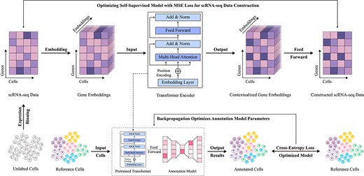 Basic workflow of large-scale pretraining methods. This approach begins by extracting scRNA-seq data from large-scale unlabeled single-cell samples as a comprehensive feature foundation. Using gene embeddings, an encoding-decoding strategy is employed to reconstruct scRNA-seq data in a self-supervised learning framework, while simultaneously pretraining a Transformer encoder as a deep feature extraction model. The pretrained model is then applied to cell type annotation tasks under a data-driven supervised learning paradigm.