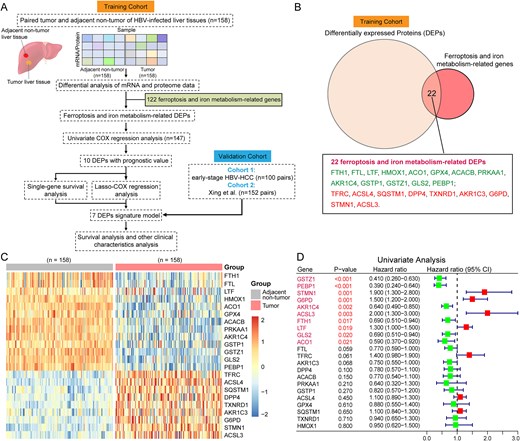 Technical workflow and identification of DEPs related to ferroptosis and iron metabolism. (A) the technical workflow of this study. (B) Identification of DEPs related to ferroptosis and iron metabolism. (C) Heatmap of 22 Ferroptosis and iron metabolism related DEPs (CHCC-HBV cohort). Each column represented a patient sample and rows indicated proteins. Color of each cell showed Z-score of the protein abundance in that sample. (D) Univariate Cox regression analysis of 22 ferroptosis and iron metabolism related DEPs. The forest plots showing the results of the univariate Cox regression analysis between DEP’s expression and overall survival (OS). Statistical significance was determined by the likelihood ratio test.