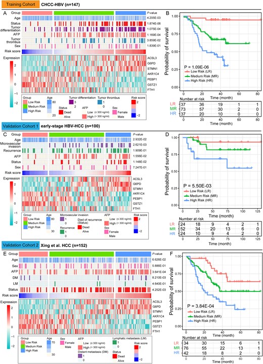 Clinical characteristics of the three HCC risk groups.(A) The clinical characteristics, and the expression abundance of seven DEPs of the three risk groups in the training cohort. (B) Kaplan–Meier survival curves for the low-risk (LR), medium-risk (MR) and high-risk (HR) groups in the training cohort. (C) and (E) The clinical characteristics, and the expression abundance of seven DEPs of the three risk groups in the validation cohort. (D) and (F) Kaplan–Meier survival curves for the low-risk (LR), medium-risk (MR) and high-risk (HR) groups in the validation cohort. Contingency table variables were performed by Pearson's chi-squared test or Fisher's exact test or Kruskal–Wallis test. The statistical significance of survival differences was determined by the log-rank test.