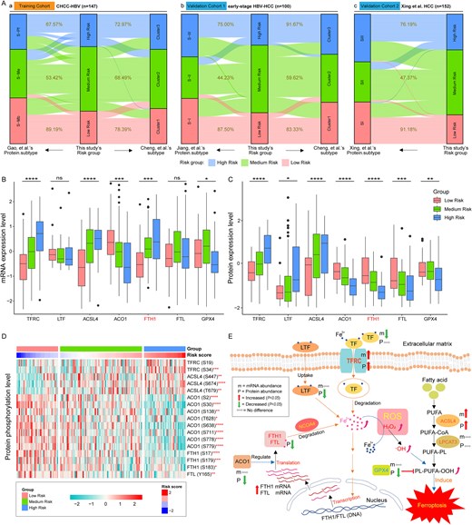Regulatory pathway and expression levels of ferroptosis and iron metabolism-related proteins in tumor tissues of HCC patients. (A) Association between risk groups with the established HCC molecular subtypes. (B) and (C) Expression levels of seven ferroptosis and iron metabolism-related genes in CHCC-HBV cohort. (D) Phosphorylation levels of ferroptosis and iron metabolism-related proteins in CHCC-HBV cohort. (E) The pathway of ferroptosis and iron metabolism in tumor tissues of HCC patients. ROS means reactive oxygen species (such as H2O2, ·OH, etc.). Then, P-values were labeled above each boxplot with asterisks (*P < .05, **P < .01, ***P < .001, ****P < .0001). The statistical significance of differences was determined by the Kruskal–Wallis test.