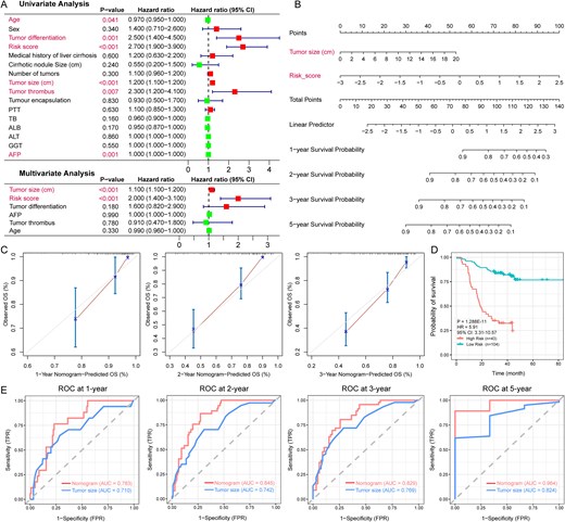 Construction and validation of a prognosis predictive nomogram (CHCC-HBV cohort). (A) Univariate and multivariate Cox regression confirmed that the risk score and tumor size were independent prognostic predictors. (B) The nomogram for predicting the overall survival of HCC patients at 1, 2, 3, and 5 years. (C) Calibration curves of the nomogram for overall survival prediction at 1, 2, and 3 years. (D) Kaplan–Meier survival curves for the low-risk, and high-risk groups in the training cohort (based on predictive nomogram). (E) The ROC curves of the nomogram and tumor size for the survival prediction of HCC patients at 1, 2, 3, and 5 years. The statistical significance of prognosis differences was determined by the log-rank test.