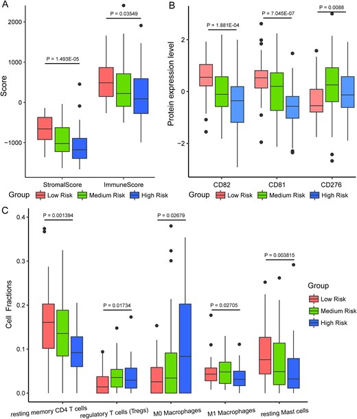Immune infiltration and microenvironment characteristics of HCC patients in different risk groups (CHCC-HBV cohort). (A) Boxplot of stromal score and immune score of different risk groups. (B) Expression levels of three immune-related proteins across different risk groups. (C) The abundance of five immune-related cell fraction was calculated by using CIBERSORTx algorithm. The statistical significance of differences was determined by the Kruskal–Wallis test.
