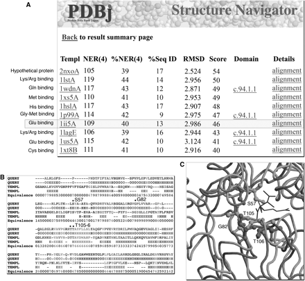 Structure Navigator output from query 2czl, chain A. (A) In contrast to the Sequence Navigator results, all but one of the top 10 hits are functionally characterized and have a common amino acid binding function. (B) The alignment to a glutamate-binding protein (1ii5, chain A) indicating several conserved ligand-binding residues (S57, T105 and T106), as well as a hinge for the binding site (G82). (C) The structural superposition indicates the proximity of the conserved residues to the ligands tartaric acid and glutamate in 2czl and 1ii5, respectively.