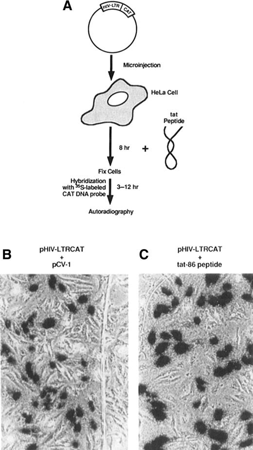 Transactivation of the LTR gene in HeLa cells by the Tat protein. (A) HeLa cells were transformed with a plasmid coding for the CAT gene fused to an HIV-LTR promoter (pHIV-LTRCAT) and incubated with Tat before fixation and analysis. Trans-activation of pHIV-LTRCAT by (B) coinjection with a plasmid encoding Tat cDNA (pCV-1) or (C) by incubation with Tat protein. Source: Taken from Green and Loewenstein 1988.