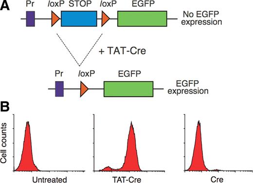 Nuclear delivery of Tat-Cre is required for the expression of enhanced green fluorescent proteins (EGFP) in reporter T cells. (A) The nuclear presence of Tat-Cre mediates the excision of the STOP gene segment, permitting transcription of EGFP. The STOP gene is flanked by loxP recombination sites, which undergoes site-specific recombination mediated by Cre recombinase protein. Pr corresponds to the promoter. (B) The results of flow cytometry quantification of EGFP in untreated cells, cells incubated with 2 µM Tat-Cre and cells incubated with 2 µM control Cre for at least 5 min. All cells were trypsinized post-incubation. Source: Taken from Wadia et al.15