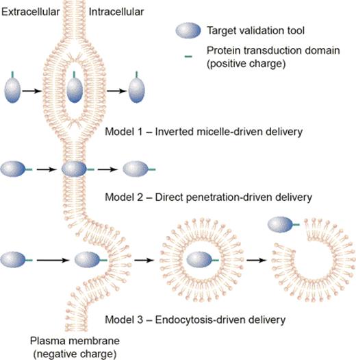 The three proposed routes of CPP entry. Model 1: The inverted micelle model. Model 2: The direct penetration (pore formation) mechanism. Model 3: An endocytic mechanism of uptake. Source: Taken from Trehin and Merkle.13