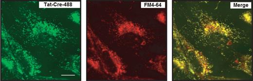Confocal images showing the colocalization of Tat-Cre-488 with FM4-64 in live 3T3 cells. From left to right: Tat-Cre-488 alone, the fluorescent general marker of endosomes FM4-64 alone and the colocalization of Tat-Cre-488 with FM4-64. Incubation was carried out with 2 µM Tat-Cre-488 and 4 µM of FM4-64. After 8 h cells were washed and images acquired. The fluorescent label used for Tat-Cre is referred as −488. Source: Taken from Wadia et al.15