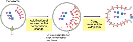 A model for the facilitated release of Tat-Cre from an endosome using Tat-conjugated haemagglutinin (Tat-HA2). Co-treatment with Tat-HA2 and Tat-Cre results in Tat-Cre release from the endosome. Key: Blue, Cre cargo; Pink, Tat CPP; Red, HA2. Source: Adapted from Alberts et al.58