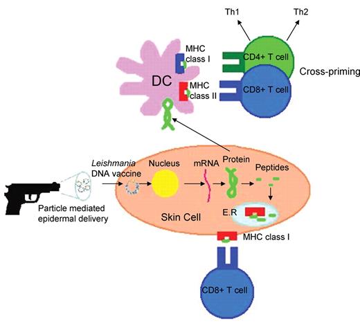 Possible immune mechanisms induced by particle-mediated epidermal delivery of a Leishmania DNA vaccine (adapted from Encke et al.44).