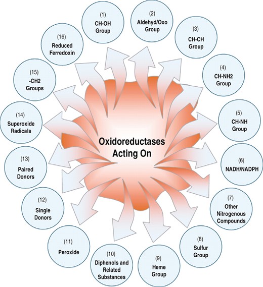 A schematic diagram to show the 16 classes of oxidoreductases classified according to different groups acted by the enzyme.