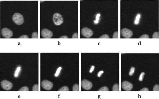细胞核在细胞有丝分裂期间的外观变化。从（a）到（h）的连续图像子帧形成一个序列，显示细胞核在有丝分裂期间的大小和形状变化。
