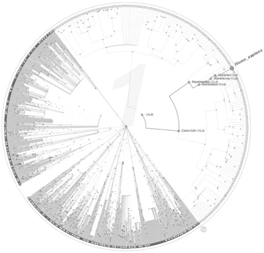 Treevolution representation of mammals. The user has expanded the Primates family sector and filtered out branches with times prior to 50 Myrs. Homo sapiens ancestors are highlighted.