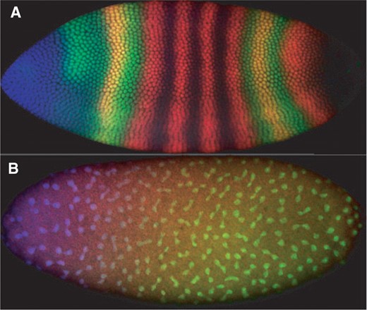 (A) An image from FlyEx (Poustelnikova et al., 2004) showing expression of maternal-class gene bicoid (blue), gap gene giant (green) and pair-rule gene even-skipped (red) in Drosophila embryo as9. (B) An image showing an embryo (ab18) in which nuclei have just divided or are finishing dividing, and in which sibling pairs can readily be identified.