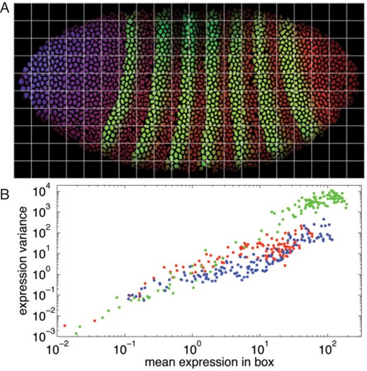 The relationship between mean and variance of protein expression. (A) An embryo image (bd5) divided into a grid, with 20 divisions along the anterior–posterior axis and 10 divisions along the dorsal–ventral axis. For the blue and red channels (representing Bicoid and Caudal protein, respectively), expression is relatively constant within each grid box. This is less true for the green channel (representing Even-skipped protein). (B) For each box we compute the mean and variance of the per-nucleus expression values for all nuclei within the box. If expression variance scales with mean, as observed by Bar-Even et al. (2006) for S.cerevisiae, then we should see a linear relationship between log variance and log mean, with a slope of approximately one. This is consistent with the data from this embryo. Best fit lines have slopes of 1.06 (blue channel), 0.94 (red channel) and 1.73 (green channel). The larger slope for Even-Skipped likely results from the spatially non-uniform expression pattern within each grid cell, adding another source of variance to the data besides real biological variability, rather than a true violation of the proportionality of mean expression and the variance of expression. Similar results were obtained from other embryos.