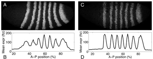 Splay correction for local regression/smoothing of pair-rule gene expression patterns. (A) Red channel of image of embryo FEScc01 (fushi-tarazu gene). (B) Mean intensity as a function of anterior–posterior position. (C) Simulated embryo image after splay correction. (D) Mean intensity after correction. Parameters of the coordinate transform are chosen to maximize the variance, along the anterior–posterior axis, of mean intensity.