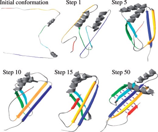 Sample snapshots from an MCM trajectory (with the cooperative term). The segments that were pre-defined as beta are colored from blue (N-terminus) to red (C-terminus) along the sequence. Purple lines represent the hydrogen bonds of the last conformation.