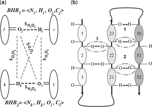 Definitions of hydrogen bond pairs (HBPs). (a) An HBP involving residues i, j, k and l and BHBs 1 and 2 is characterized by the six sequence separations SH1O1 =δ(i−j, 11), SH2O2 =δ(k−l, 11), SH1H2 =δ(i−k, 6), SO1O2 =δ(j−l, 6), SH1O2 =δ(i−l, 6) and SH2O1 =δ(k−j, 6), where δ(m, n) is −n if m≤−n; is n if m≥n; and is m otherwise. (b) An HBPs example: the three hydrogen bonds 1, 2 and 3 make three pairs. Two of these pairs <BHB1,BHB3> and <BHB2,BHB3> do not contribute to the energy, as each has three large inter-BHB separations. The pair <BHB1,BHB2> is associated with the sextuple <11,−11,6,−6,2,−2>.
