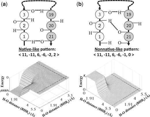 The cooperative energy term. (a) An HBP that often occurs in our dataset of native protein structures (top) and the associated energy function (bottom). The energy function promotes the formation of this pair. (b) An HBP that does not occur in our dataset (top) and the associated energy function (bottom) that prevents its formation.