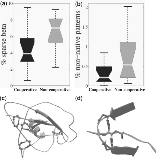 Local minima of simulations with the cooperative term include significantly fewer folding dead-ends (P <0.02). (a) Sparse hydrogen bonds that are not part of a beta sheet. (b) Hydrogen bond patterns that are not found in the database of native protein structures. (c) and (d) provide examples of these phenomena taken from low-energy minima of the non-cooperative term. (c) Sparse hydrogen bonds and (d) a non-native hydrogen bond pattern.