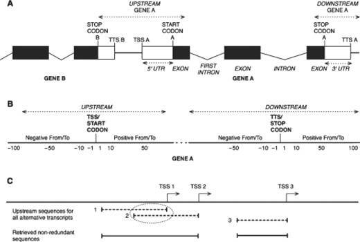 Schematic representation of genomic regions that can be retrieved with the program retrieve-ensembl-seq. (A) Sequence types (shown in italics). Boxes represent exons, broken lines represent introns and straight lines represent intergenic regions. Black boxes represent coding exons, white boxes represent non-coding exons. (B) Coordinate system used for upstream and downstream sequence types. Negative coordinates refer to positions upstream the reference feature, positive ones refer to positions downstream the reference feature. (C) Treatment of redundancy for genes with alternative transcripts. The dotted oval highlights mutually overlapping fragments in upstream sequences of transcripts 1 and 2. These will be merged in the retrieved sequences. Upstream sequence for transcript 3 will be fully retrieved.