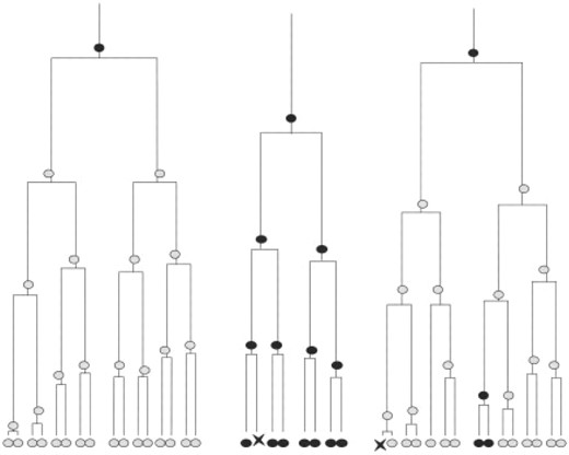 Diagram representing experimental stem cell lineage trees where light grey cells at the leaf level are observed positive definite, black cells at the root and the leaf levels are observed negative definite, the X shape cells are observed dead cells, the light grey cells at the intermediate levels are predicted SSEA3Positive cells, and the black cells at the intermediate levels are predicted SSEA3Negative cells.