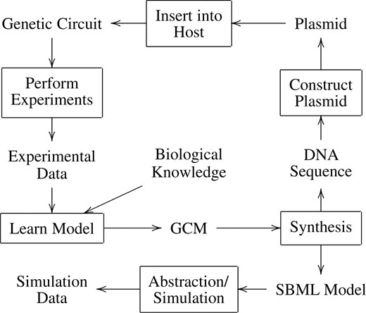Some possible work flows of the iBioSim tool. A user can learn a genetic circuit model (GCM) for an existing genetic circuit from experimental data and other background biological knowledge. Alternatively, a user can design a new synthetic genetic circuit by creating a GCM from which a SBML model can be synthesized. The resulting model can then be abstracted and simulated. Once satisfied with the simulation results, the designer can synthesize a DNA sequence for the construction of a plasmid that can then be inserted into a host cell.