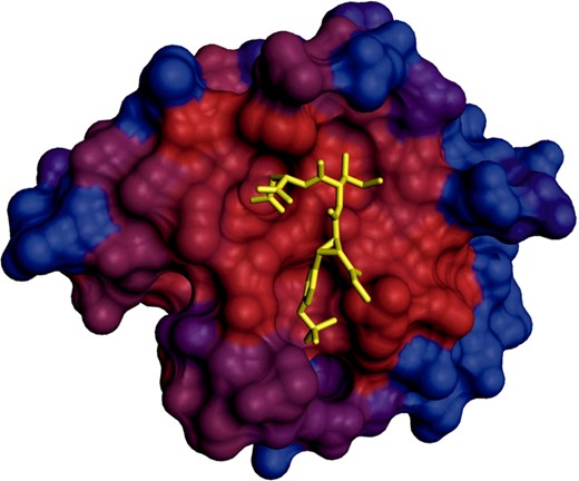 Molecular surface representation of a SH2 domain (PDB:3IMJ) colored by conservation of the positions in a multiple sequence alignment. The color scale ranges from red for conserved residues to blue for residues with high variability. The ligand peptide is shown as yellow stick representation. The image was rendered in OpenStructure, the molecular surface was calculated using MSMS (Sanner et al., 1996). See Supplementary Table S1 for details on calculation of sequence conservation scores.