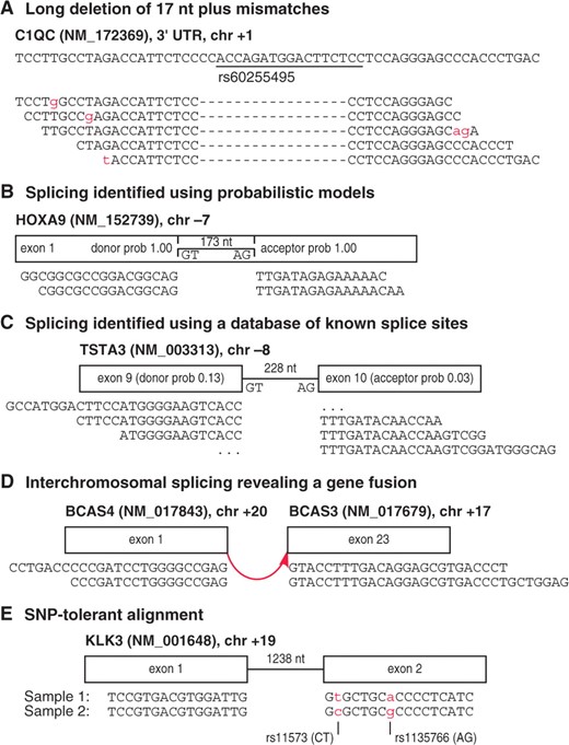 GSNAP检测到的复杂变体示例。（A） 与基因组区域（上图）相关的17 nt indel的读码（下图）不匹配，匹配dbSNP中的已知多态性。（B） 使用概率模型发现的剪接揭示了HOXA9外显子1内的内含子，并得到了实验支持（Dintilhac等人，2004）。（C） 尽管概率模型得分较低，但使用已知剪接位点发现剪接。椭圆表示“半内含子”排列，其中读取的序列不足以确定远端外显子。（D） 在MAQC通用人类参考RNA样本中发现的BCAS4和BCAS3之间的染色体间剪接，并在MCF7细胞系中观察到（Hampton等人，2009年）。（E） 剪接位点附近的SNP耐受性比对允许两种基因型同等良好地比对。