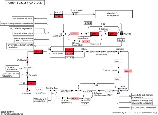 Painted citrate cycle map for the Arabidopsis DTT treatment example. Reduced levels of metabolites are found at the first part of the cycle (blue-colored metabolites), while increased concentrations are found on the second part of the pathway (red-colored metabolites). Black entry boxes represent significant regulation.