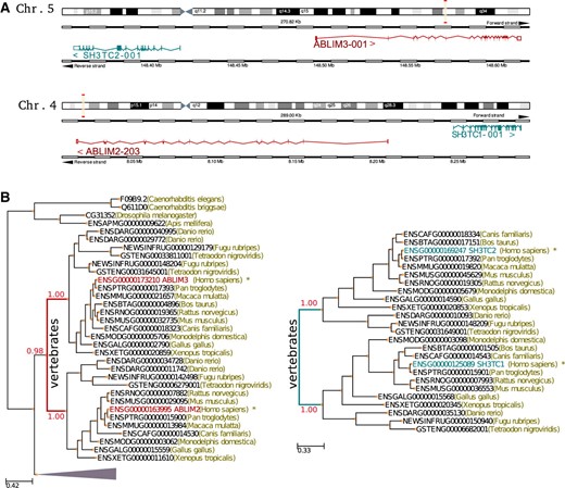 Example of a PAP. (A) Graphical representation of a PAP involving the two pairs of paralogous genes ABLIM2/ABLIM3 and SH2TC3/SH2TC2. Chromosome schemes were taken from the Ensembl genome browser (Hubbard et al., 2009). Gene pairs displayed in each chromosome are not homologous and the duplicated pairs have conserved the adjacency and the relative strand position. (B) Phylogenetic trees of the genes involved in the segmental duplication. Duplication events creating the pairs ABLIM2/ABLIM3 and SH2TC3/SH2TC2 are marked in the trees with red and green colors, respectively. Note that relative dating based on phylogenetic trees detects, in both cases, a duplication preceding the radiation of vertebrates, suggesting that they got duplicated at the same relative time.