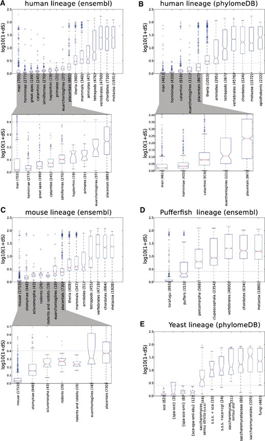 A comparison between dS estimates and phylogeny-based relative dating in several independent sources of phylogenetic trees. Boxplots represent the distribution of dS values of paralogs assigned to different phylogenetic categories. dS estimates correspond to the Maximum Likelihood method as implemented in codeml (see Section 2). Other methods (NG, YN) were evaluated, obtaining very similar results (data not shown). Horizontal dashed lines indicate the dS saturation threshold (dS = 1.5). X-axis indicates the granularity of the phylogenetic categories. Each panel evaluates a different seed species or tree source: (A) Human paralogs from ensembl compara trees; (B) Human paralogs from phylomeDB trees; (C) Mouse paralogs from ensembl compara trees; (D) Pufferfish from ensembl compara trees; and (E) Yeast from phylomeDB trees.