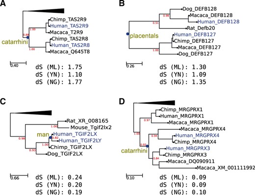 Two possible cases of dS-based dating misestimations. Duplication nodes and paralogous sequences used in the analysis are marked in blue. The estimated topological relative age is shown at the base of duplication nodes. Branch support values, based on aLRTs, are indicated in red. dS estimation by different methods are shown below each tree (ML = Maximum Likelihood, YN = Yang and Nielsen, NG = Nei and Gojorobi). (A) Phylogenetic relationship between two primate-specific taste receptors, TAS2R9 and TAS2R8. As shown in the tree, a specific duplication affecting only the primate lineage is detected with high support by the relative topological dating approach. Similarly, the duplication leading to the Beta Defensin precursors DEFB127 and DEFB128 (B) is dated to mammals by the same method. Surprisingly, dS estimation for primate-specific TAS2R9/8 paralogs is higher than that of mammalian-specific DEFB127/128 paralogs. Similarly, the duplication of the homeobox proteins TGIF2LX and TGIF2LY (C) are dated by a topological approach in the human lineage. However, their dS rate is much greater than that of the pair MRGPRX3/MRGPRX4 (D), which is a highly supported primate-specific duplication. It must be noted that the phylogenetic distribution of the relevant paralogs in all these cases would support the given relative topological dating. All duplication events are supported by Maximum Likelihood analyses as implemented in the PhylomeDB phylogenetic pipeline and by Ensembl paralogy predictions. In the case of the human- specific duplication in tree C, further references supporting a human-specific duplication can be found in Blanco-Arias et al. (2002) and Skaletsky et al. (2003).