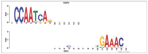 Example of uninformative alignments in ‘real data’. This alignment between the query motif DIG1 and the target motif HAP4 is one of several such spurious alignments reported by Tomtom as significant (P-value 0.00014, q-value 0.0068) when querying the MacIsaac set of yeast motifs (MacIsaac et al., 2006) against itself (using ED). All these uninformative alignments are no longer reported when the same experiment is repeated with the ‘complete-scores’ option turned on (3).