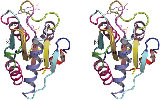 Wall-eye stereo image of 1.8 Å crystal structure of oxidized Clostridium beijerinckii flavodoxin. Each delineated segment produced by PMML is shown in a different color. The elements of secondary structures, of helices and strands of sheet, were derived from the wwPDB file, 5NLL, and are shown in this figure as thick ribbons. The labels of various secondary structures are also shown. The bound FMN co-factor is shown at the top of the structure as thin lines.
