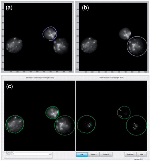 FISH Finder's boundary editing functions. (a) The polygon segmentation function allows users to manually add or redraw the nuclear boundary by using the left mouse click button to select points around the nucleus to be segmented. (b) The ellipse segmentation function allows users to manually add or redraw the nuclear boundary by manipulating the size and shape of the elliptical selection tool by holding and dragging the left mouse click button on the selection tool. (c) Results of both the polygon and ellipse segmentation function.