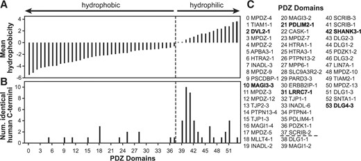 Analysis of PDZ–peptide interaction predictions. (A) The 54 PDZ domains used by Tonikian et al. (2008) were ranked based on the mean hydrophobicity of their corresponding phage display (PD) peptides, from the most hydrophobic to the most hydrophilic. This ranking is conserved for plot B. The vertical dashed line separates hydrophobic from hydrophilic peptide lists. (B) Numbers of human C-termini that are identical to PD peptides are plotted for each PDZ domain. (C) PDZ domains (named as in Tonikian et al.) are listed based on the hydrophobicity of the PD peptide lists with numbers that were used in diagram A and B. Names in bold indicate PDZs that are shown in Figure 1.