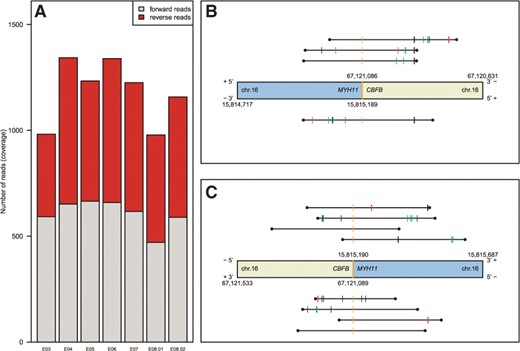 (A) Quality plot demonstrating a well-balanced coverage with forward and reverse reads targeting seven amplicons designed for the RUNX1 gene. (B) A chromosomal breakpoint spanned by four reads (black horizontal lines) as detected by our pipeline, identifying the inv(16)(p13q22) event. The different tick marks represent the breakpoints of the single reads as well as deletions, insertions and SNPs if existent. The genes involved are CBFB and MYH11. (C) Reciprocal breakpoint spanned by eight reads.