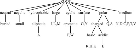 Spanning tree for the classification of Sayle and Milner-White (1995).