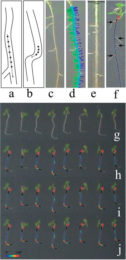 (a) Tracking prediction using a low-bending model and (b) a high-bending model, which uses a higher order polynomial, fits fewer points and predicts less far into the future; open circle is the current prediction. Processing: (c) original root, (d) 40 pixel mask based on angle of growth (e) mask contents, lateral detection regions marked. Outputs: (f) lateral detection, (g) original image showing a sharp gravitropic response. (h–j) Results of applying increasingly tracking-capable models using the blender bar; color indicates local curvature (red for high, blue for low).