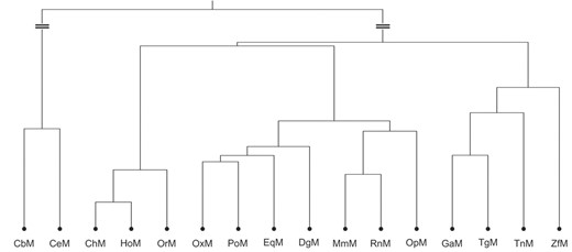 基于n=8的线粒体基因组的树突状图（压缩最顶端聚类）。